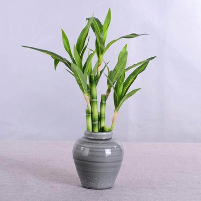 New 40cm rFtificial Lucky Bamb - огляд і ціна Aquarium Plant Display