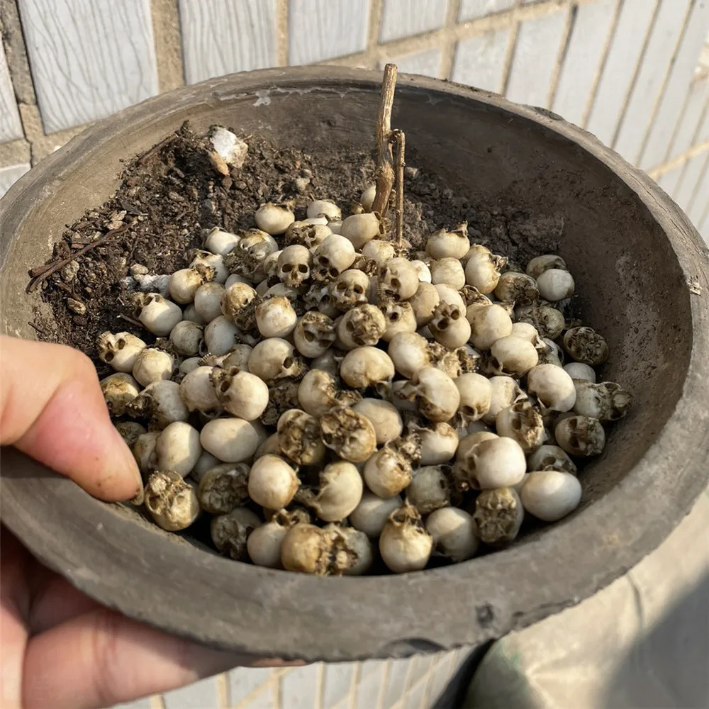 Mini Skull High Quality Miniat - огляд і ціна Aquarium Plant Display